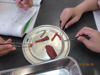 IMG_1779_R.JPG