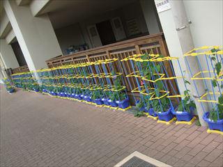 DSCF1852　あさがお_R.JPG