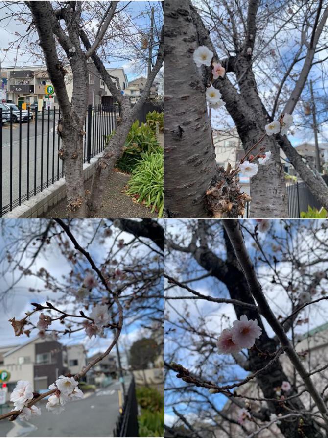 R070107桜01.JPG